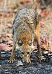 Golden Jackalb